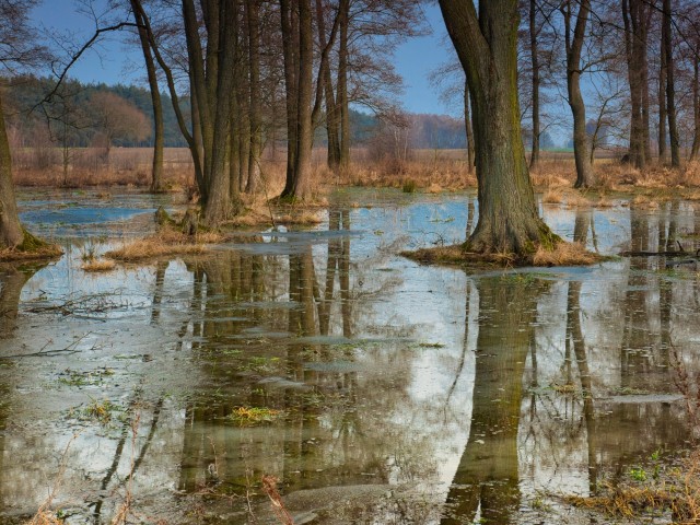 OPPORTUNITY: AI for Earth 2 - Forest Health